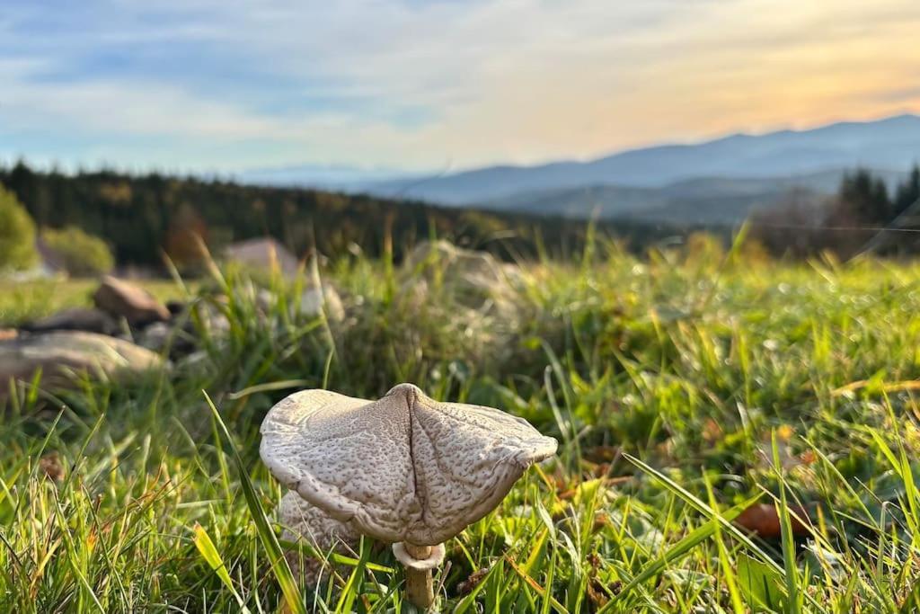 Blizej Nieba Koskowa Gora Villa Bogdanowka Kültér fotó